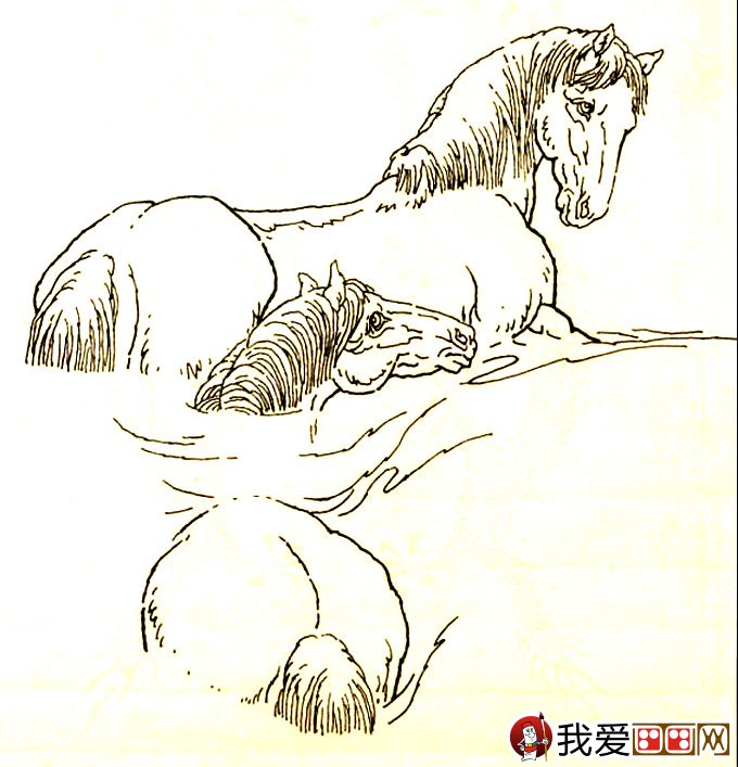 马的素描图片大全：马的白描图骏马线描画法大图34副
