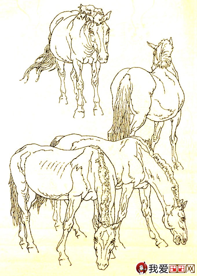 马的素描图片大全：马的白描图骏马线描画法大图34副
