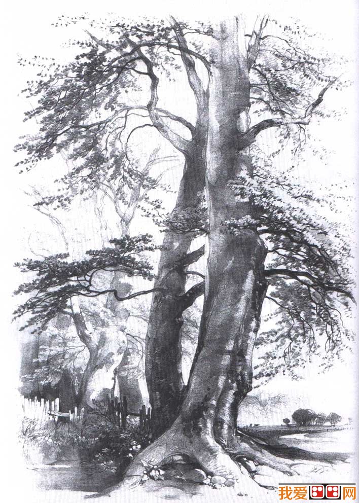 国外关于树的素描风景图片,各种各样素描树的写生作品23P