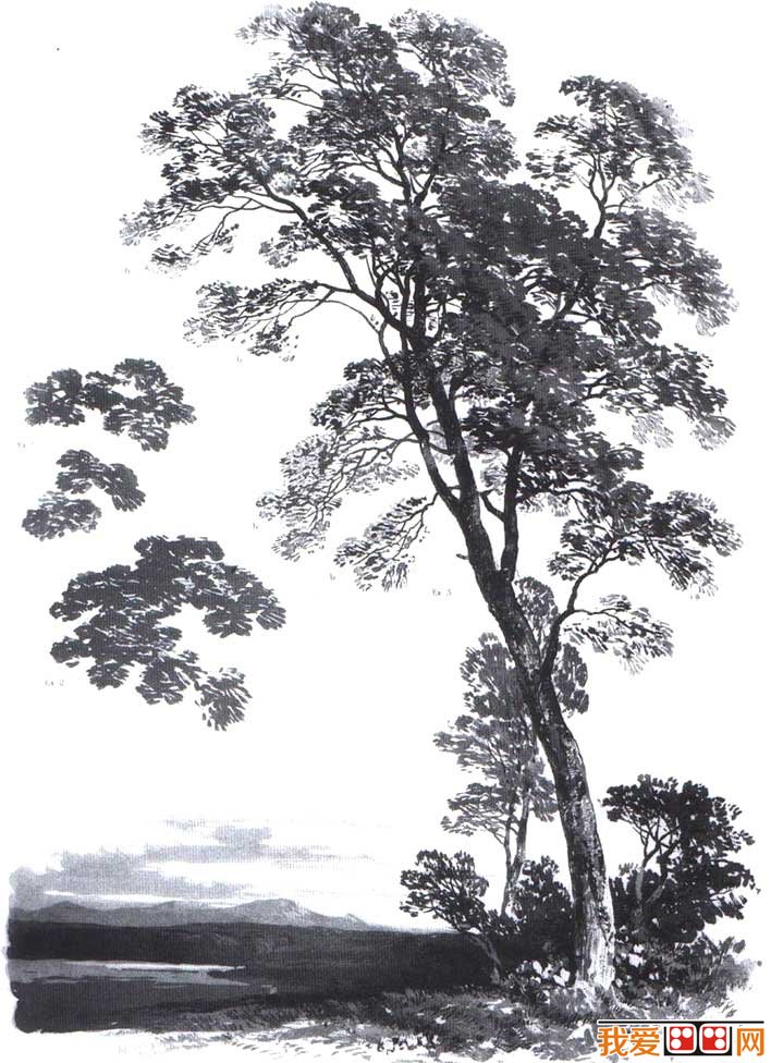 国外关于树的素描风景图片,各种各样素描树的写生作品23P