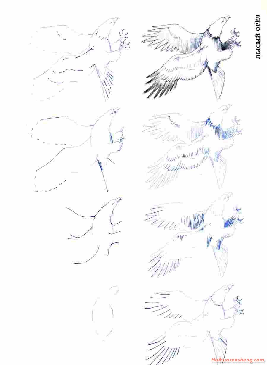 鸟类绘画技巧有哪些？50种鸟的画法分步骤示范