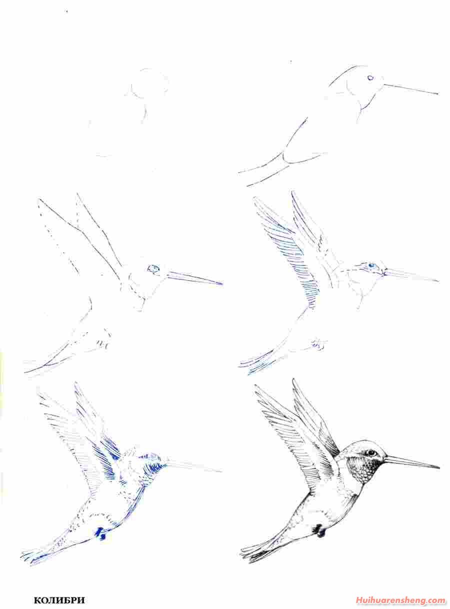 鸟类绘画技巧有哪些？50种鸟的画法分步骤示范