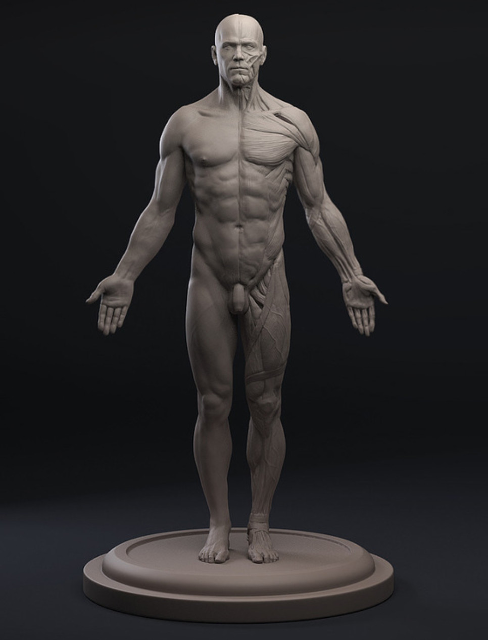 完美男人体结构 CG素描绘画参考人体图片
