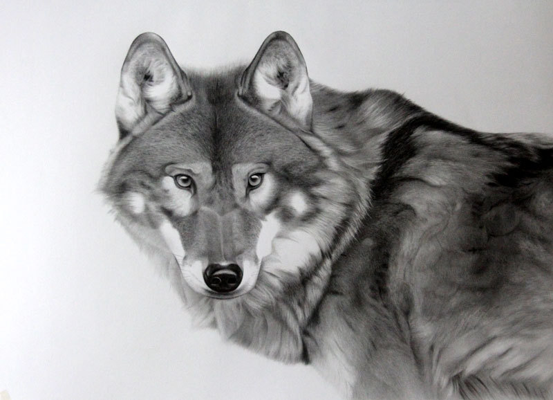 狼素描画 狼的美术作品