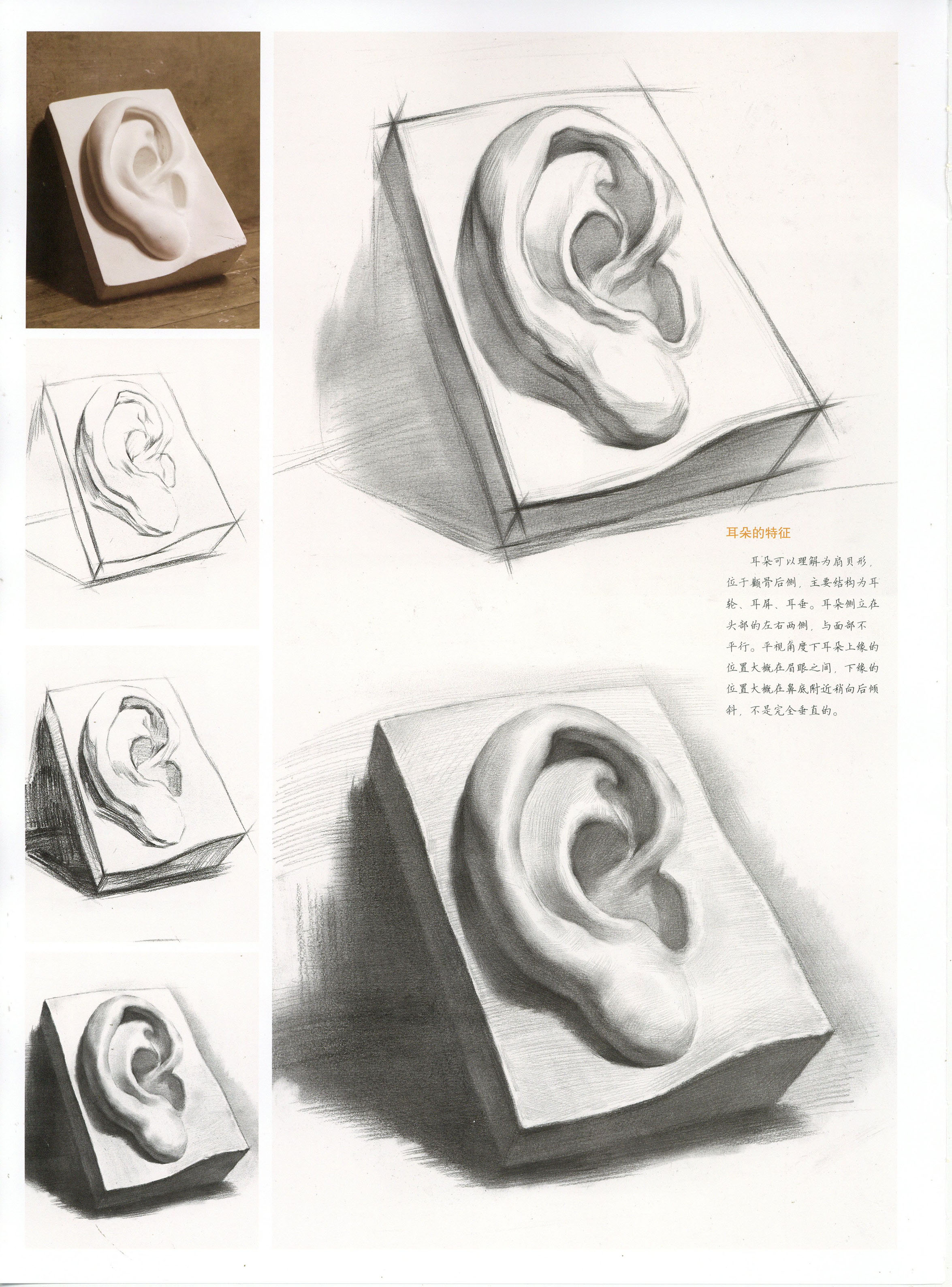 石膏耳朵素描图片大全 结构明暗画法步骤教程