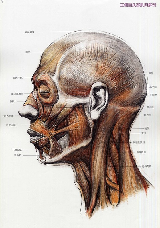 人物头骨肌肉与素描头像关系讲解