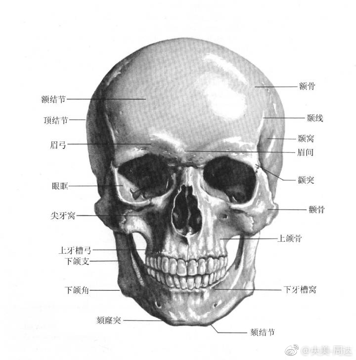 素描学习资料：最全头骨分析名称结构图