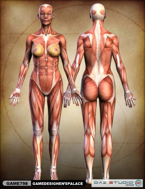 女人体正反面肌肉解刨图片